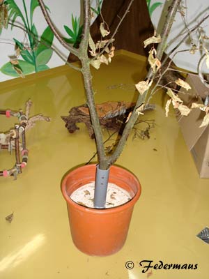Baum_bau_07