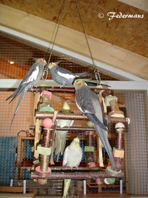 Vogelzimmer_15