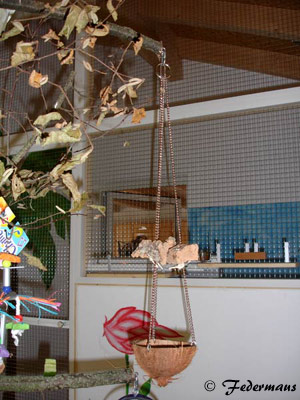 Vogelzimmer_19