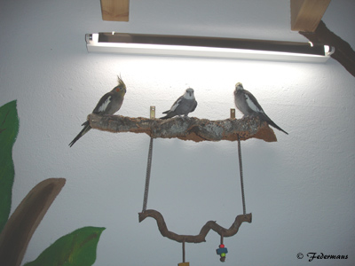 Vogelzimmer_21