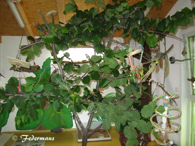 Vogelzimmer_Baum_02
