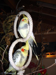dori-l�ckchen