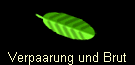 Verpaarung und Brut