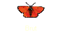 Brut