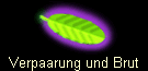 Verpaarung und Brut