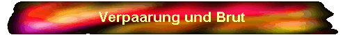 Verpaarung und Brut